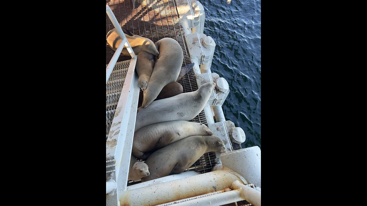 Seal