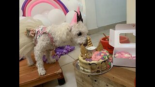 WATCH: Maltese Poodle's 18th Birthday Party