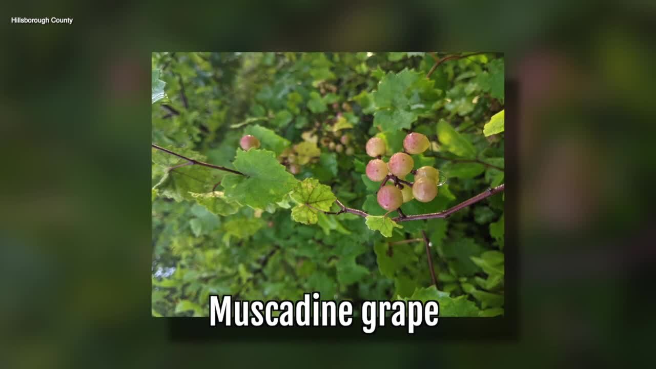 Muscadine Grape | Sarah's Walking Club Fall Scavenger Hunt