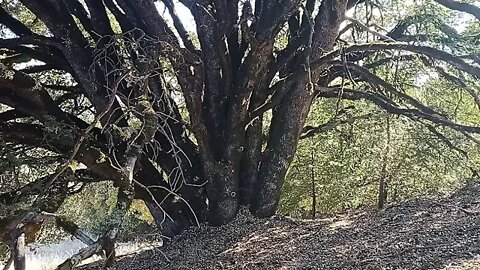 GeoCaching on the Long Ridge Trail