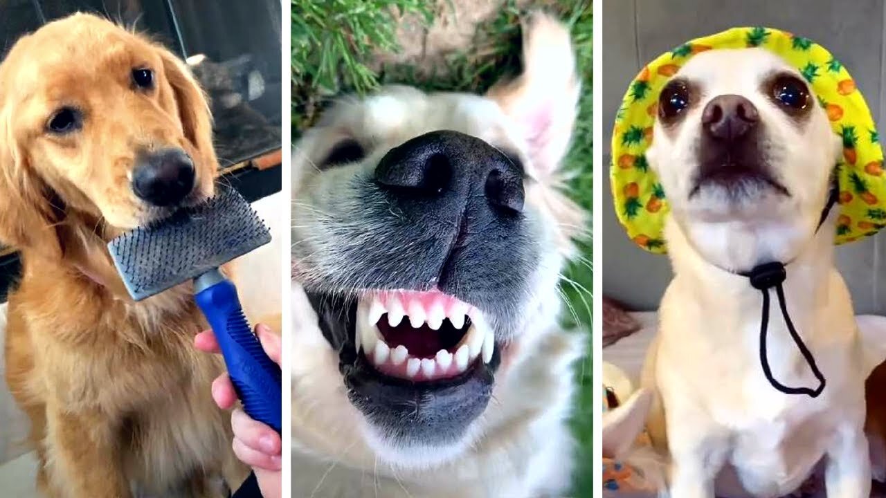 Ultimate Funny DOGS Compilation! 🤣 (Cutest PUPPIES on the internet) 🐕