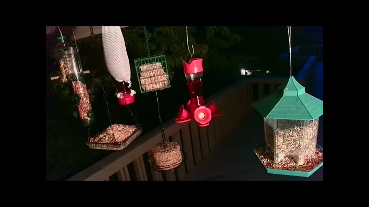 Live Aug. 29 2021 Bird Feeder in Asheville NC. In the mountains.