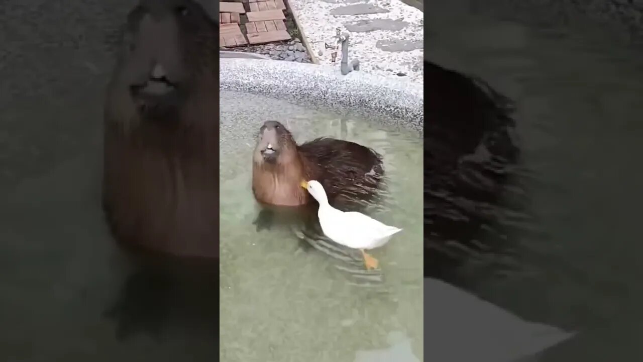 Funny Animals 166 funnycontent707