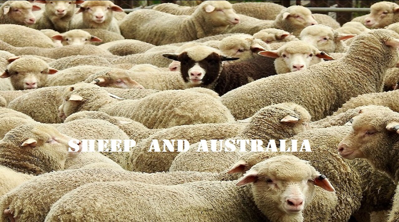 Sheep and Australia