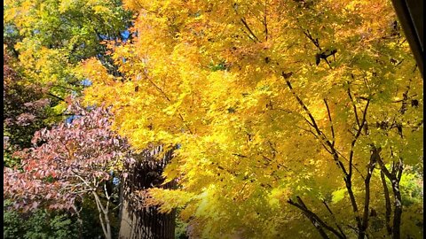 Amazing Japanese Garden: Fall Foliage Part II