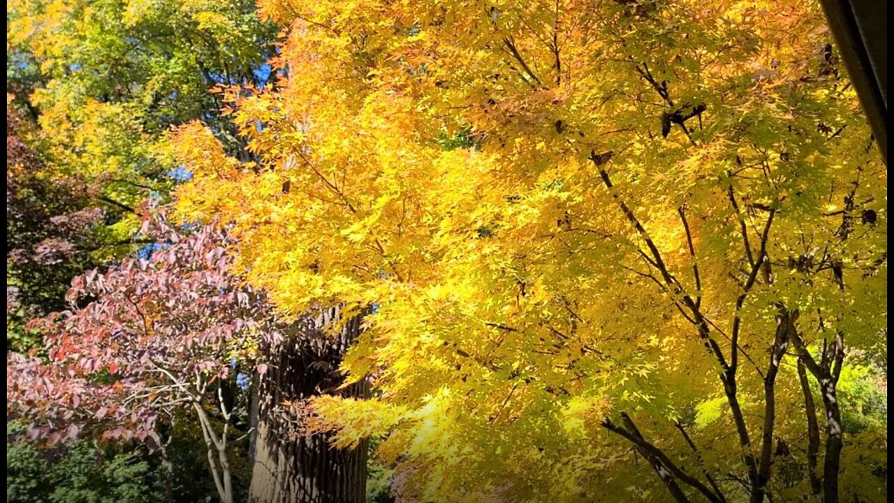 Amazing Japanese Garden: Fall Foliage Part II