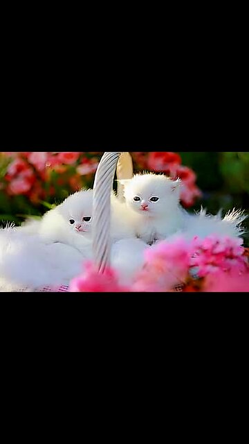 😿🐯"Adorable Tiny White Kitten Meowing"🐯😿