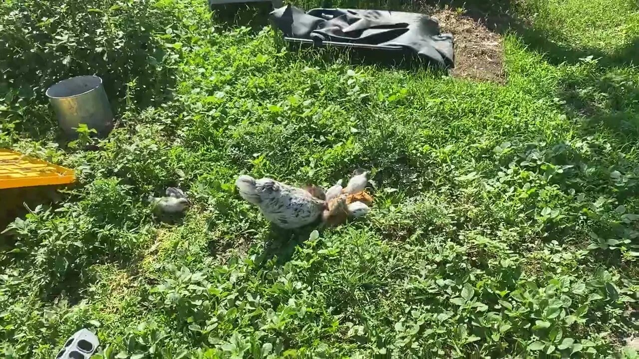 Another Clutch of Baby Bantam Mongrel Chickens is Here