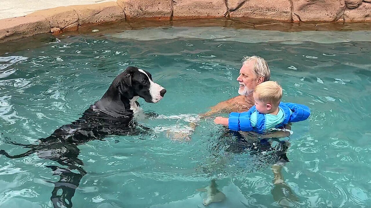 Protective Great Dane Checks Out Toddler's Water Wings Float Coat