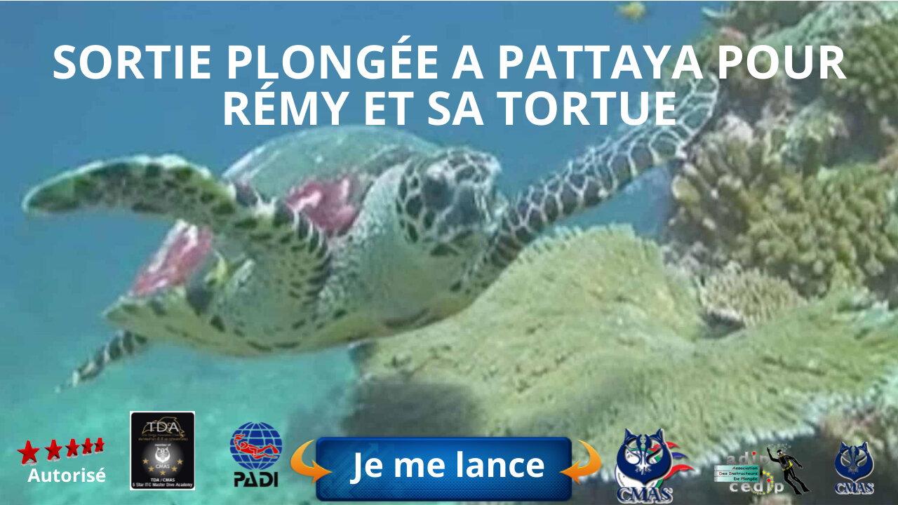 🤿 Sortie Plongée a Pattaya pour Rémy et sa tortu