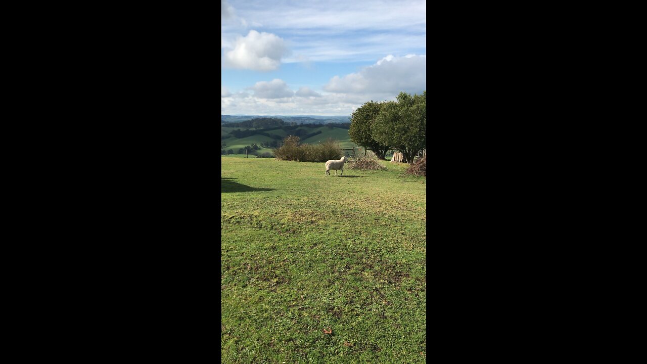 Happy sheep