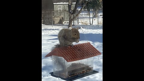 Bird feeder?