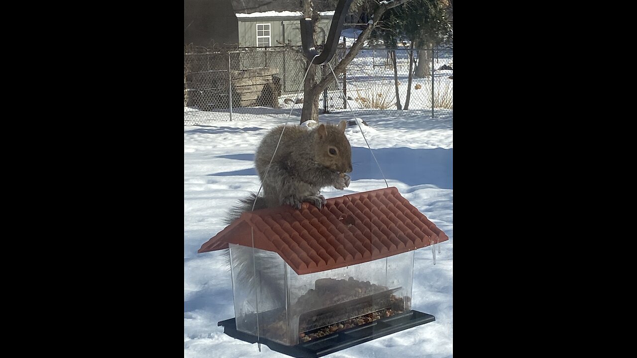 Bird feeder?