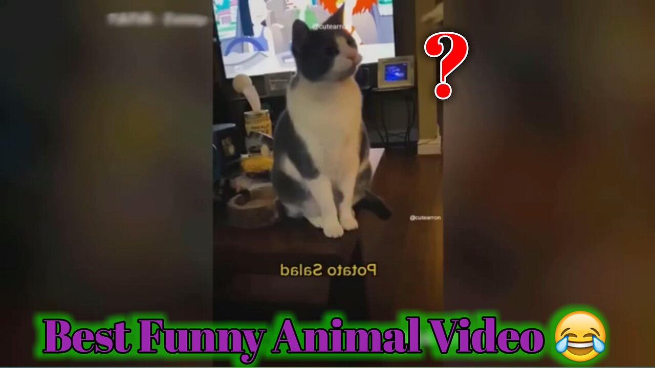 Best Funny Animal Video 😂😂😅