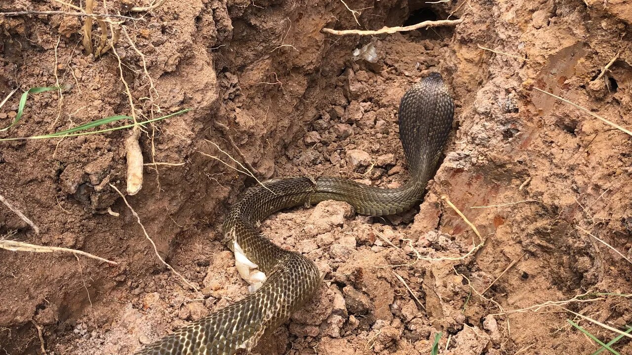 Cobra Catching TV : dig a cave to catch snake Episode 53 |Rescue india cobra |Catch india cobra