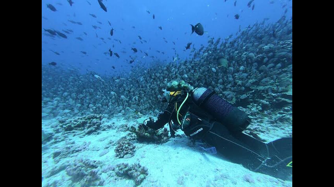 the complex creatures in the sea