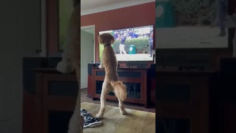 Where'd the ball go...🐕🏌️🎾😅