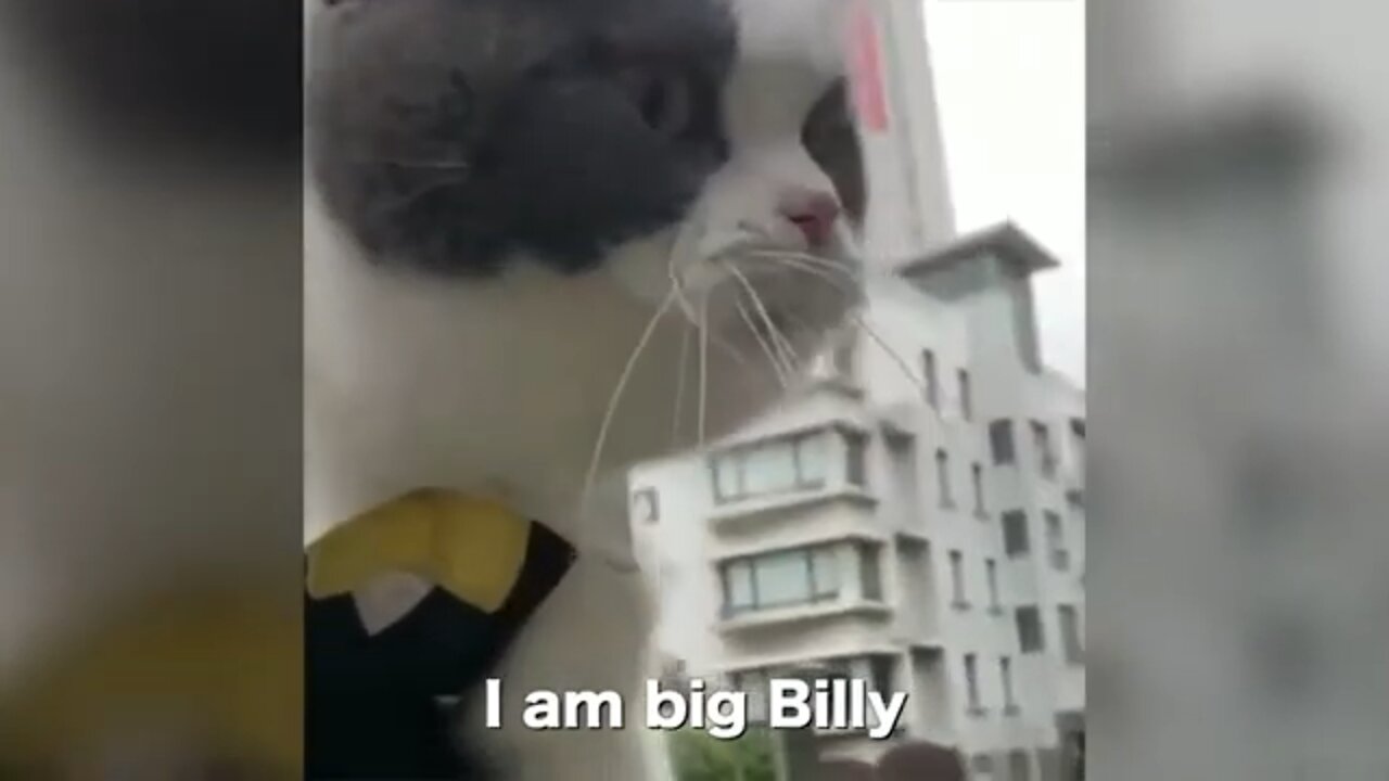 Cats talking!! I bet these cats can speak english better then you