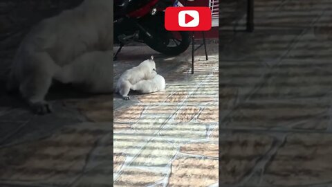 Briga de filinos ou brincadeira de gatinho ?