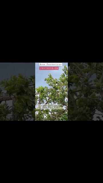 Canto do Pássaro Gralha-do-Campo