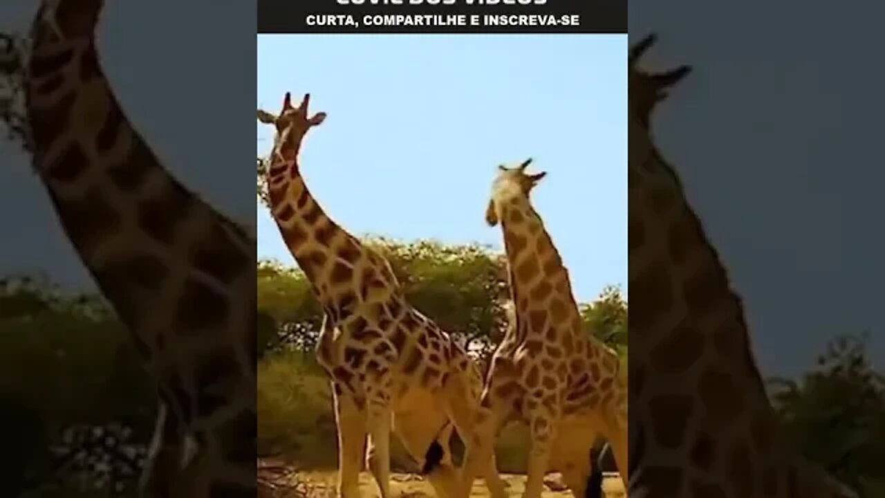 o duelo das girafas