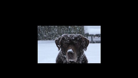 Sad dog in snow fall