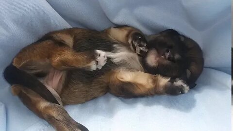 J Litter-11 Days Old