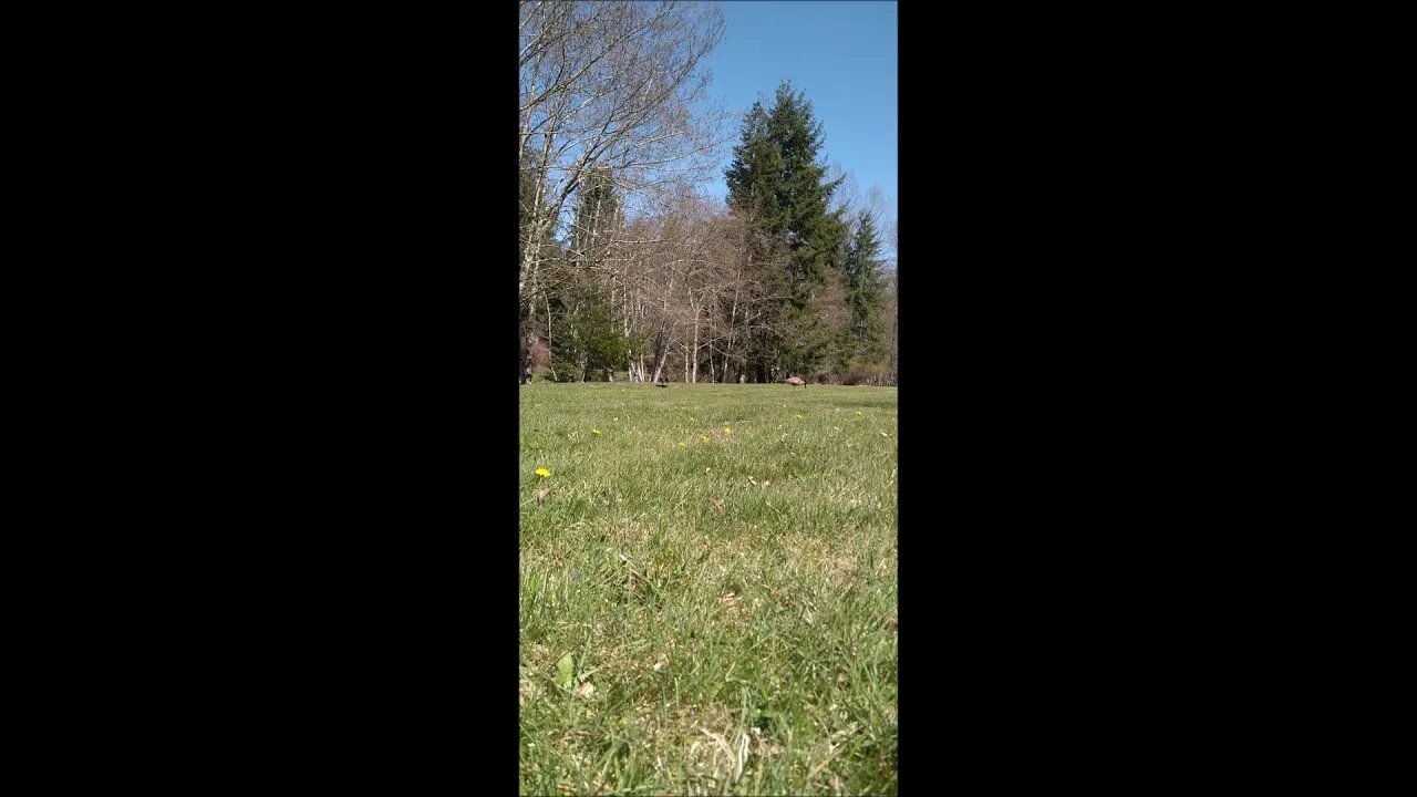 Goosey Goosey Gander-A Pair of Canada Geese Wander Over a Park in the Spring Sunshine-Tuesday Shorts