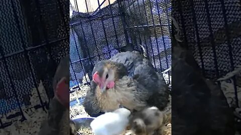 Day old chicks hide under mother