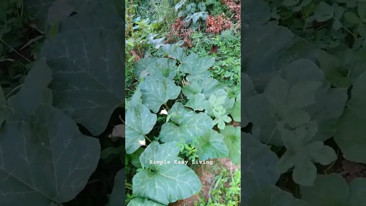 Beautiful Melon Plant in my Garden #gardening Simple Easy Living