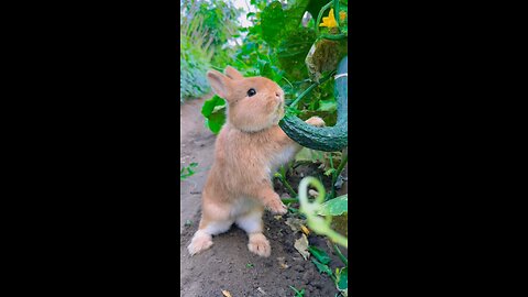 Rabbit،🐇🐇