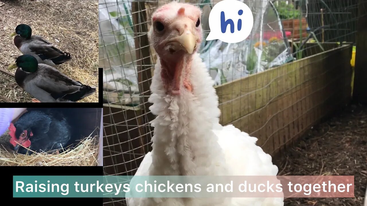 Raising turkey chickens and ducks together