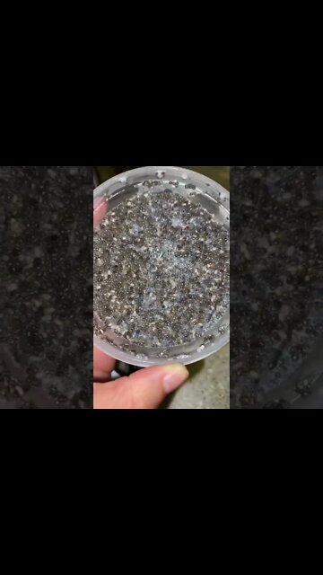 keto lunch box | keto lunch box ideas | office keto lunch box #Shorts