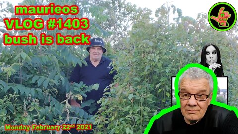maurieos VLOG #1403 bush is back