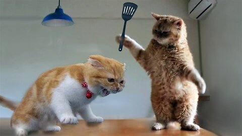 Funny cats 😸😺 fighting #funny #cats