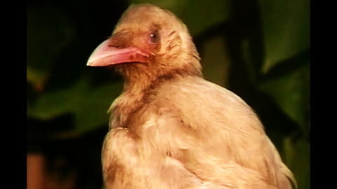 Albino Crow