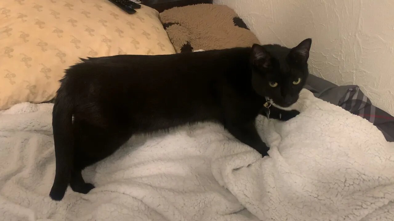 Preston kneading on my blanket