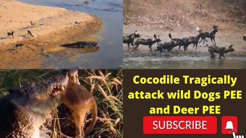 Cocodile was tragically attack by wild dogs and Deer it's dangerous 2022 ||