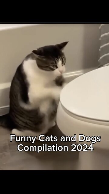 【Funny Cats and Dogs 】Compilation 2024