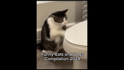 【Funny Cats and Dogs 】Compilation 2024