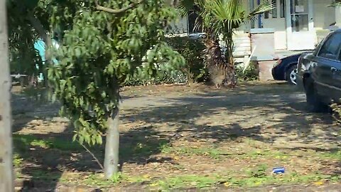 Oregon countryside Washingtonia palms and a few friends.