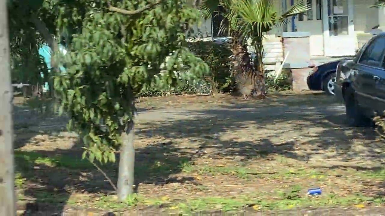 Oregon countryside Washingtonia palms and a few friends.