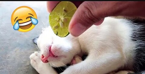 funny animal moments video| funny cat videos | funny dogs