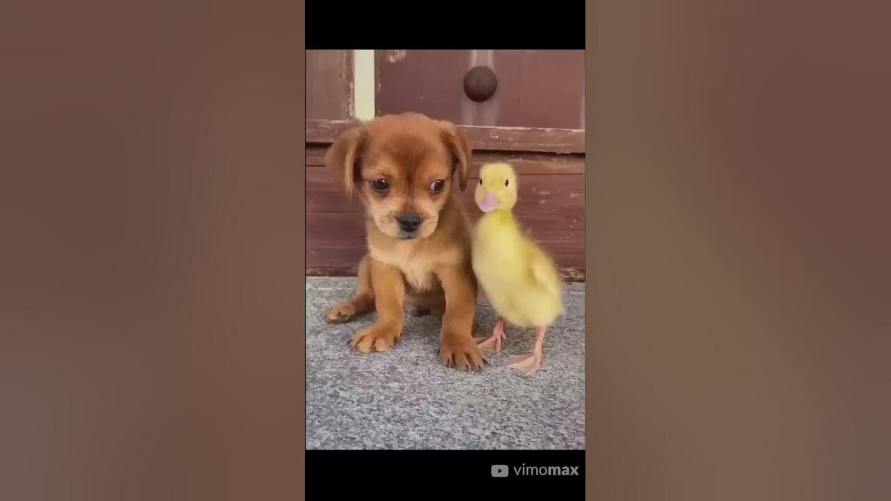 Little Dog and his duck