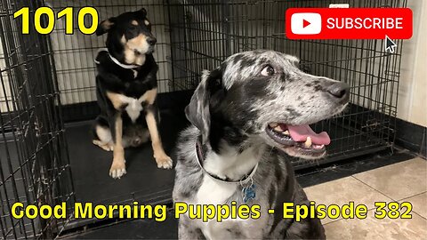 [1010] GOOD MORNING PUPPIES - EPISODE 382 [#dogs #doggos #doggos #puppies #dogdaycare]