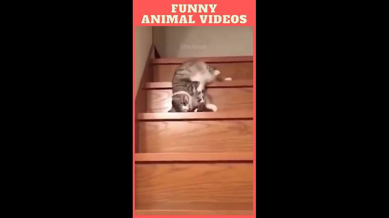 Cute Cat Going Downstairs - Funny Animal Videos - Funny And Cute Pet Moments_Full-HD