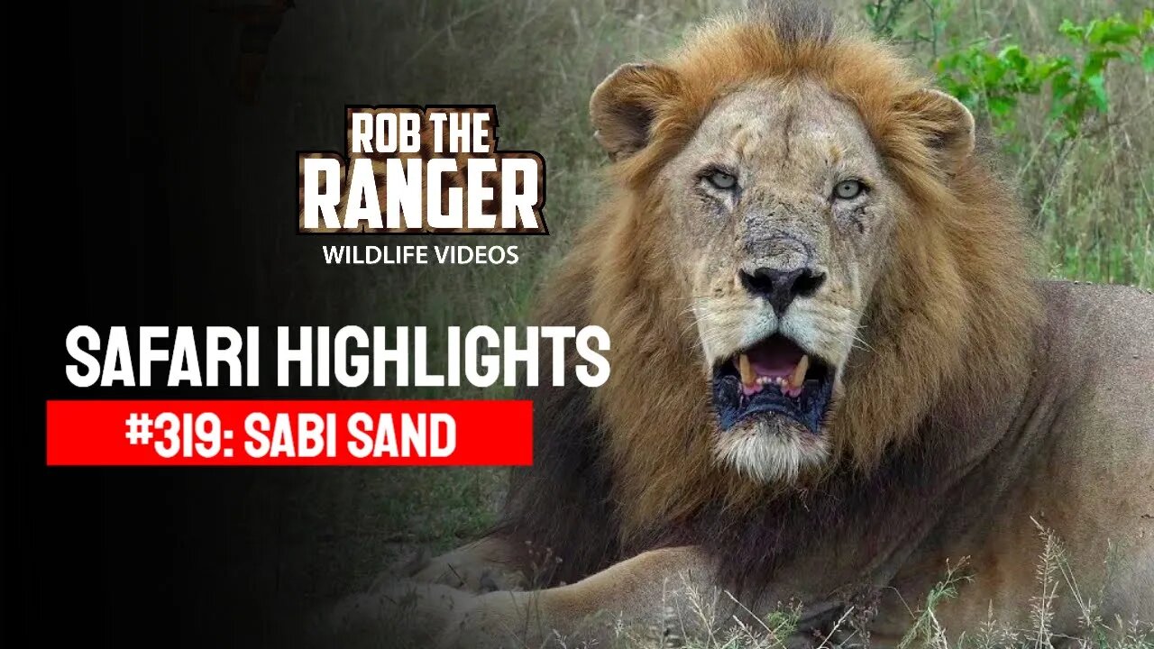 Safari Highlights #319: 03 - 06 February 2015 | Sabi Sand Nature Reserve | Latest Wildlife Sightings