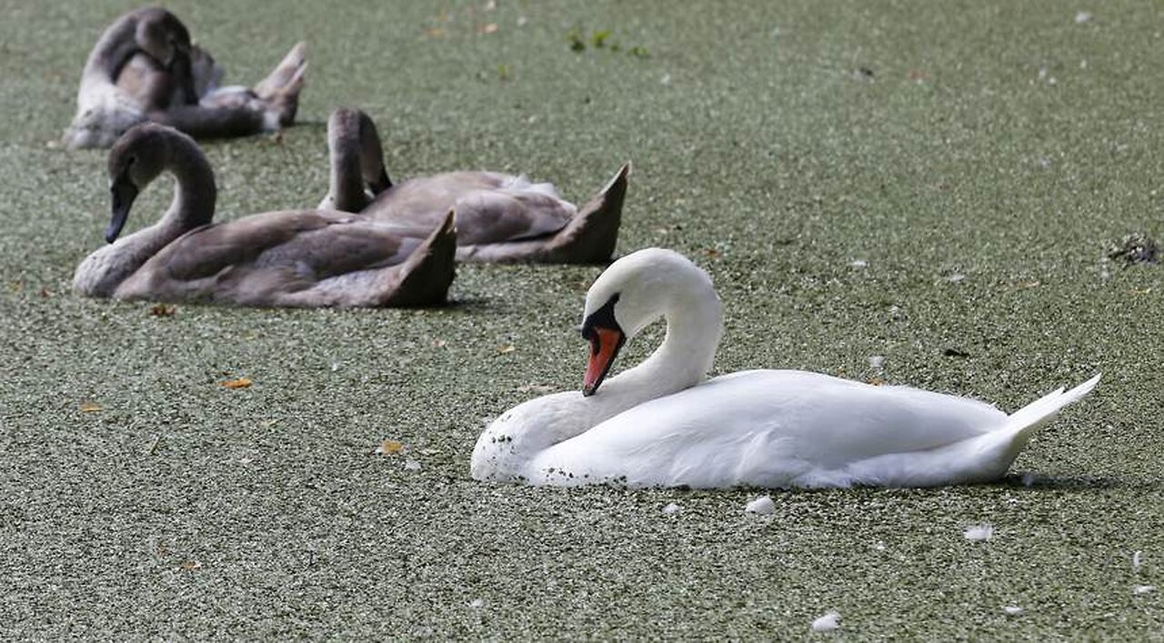 Foul: Teen Refugees Kill, Eat Beloved Town Swan