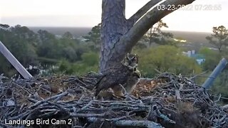 A Squirrel Breakfast is Served 🦉 3/23/22 07:26