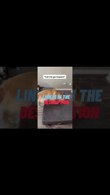 Your Dog Will Love You for this Orthopedic Memory Pet Bed